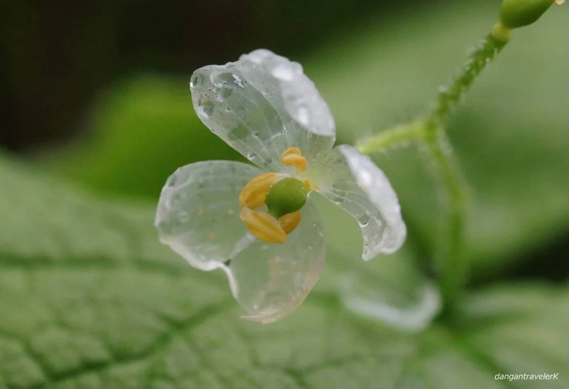 想看還得碰運氣 日本 透明水晶花 只有下雨天看得到連花語都美得讓人心動 日本風向球
