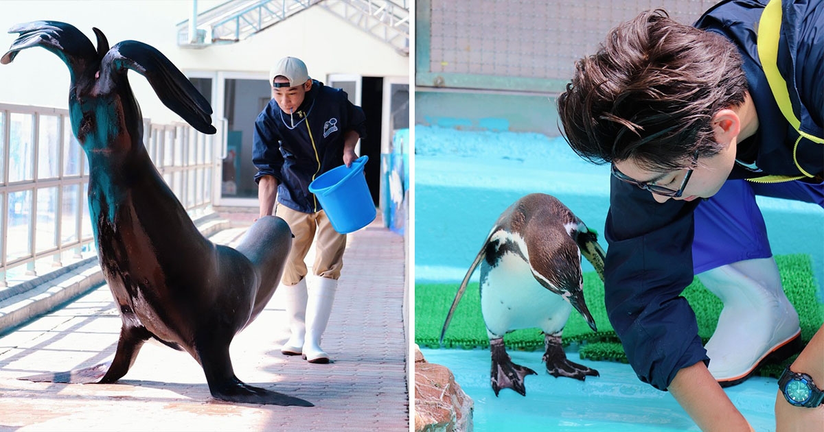 畫風超不一樣 水族館休園曬 飼育員有愛帥照 網激動 以後一定去現場 日本風向球